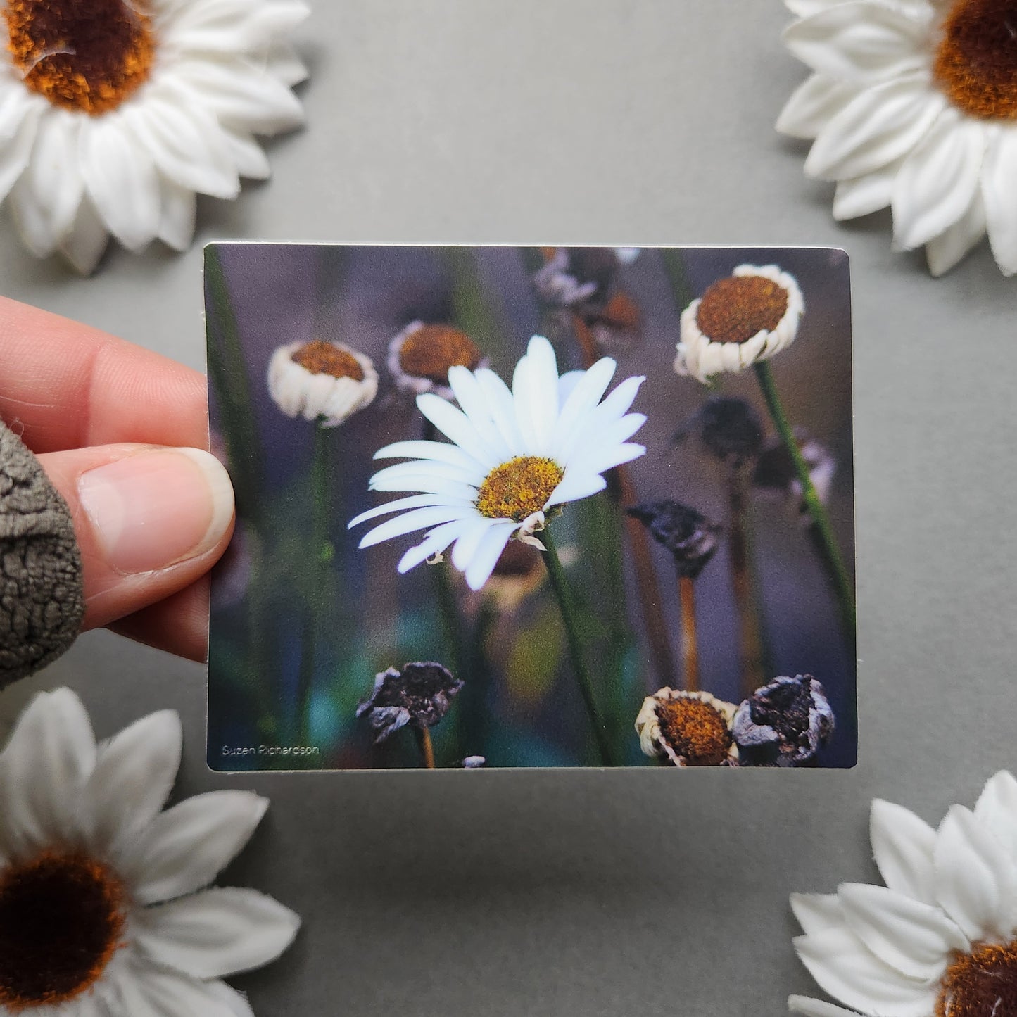 Daisies Photo 3x2.4-inch Matte Sticker