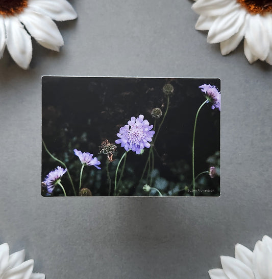 Purple Flowers Photo 3x2-inch Matte Sticker