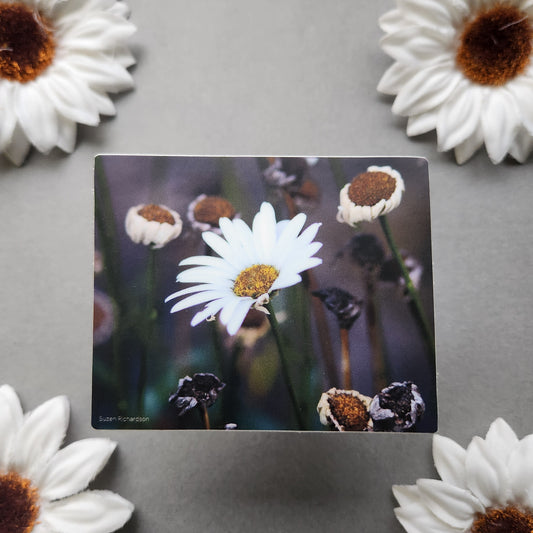Daisies Photo 3x2.4-inch Matte Sticker